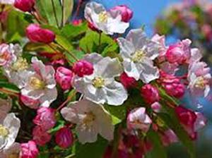 FIORI DI BACH : CRAB APPLE