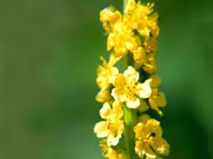 FIORI DI BACH : AGRIMONY