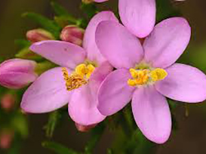CENTAURY