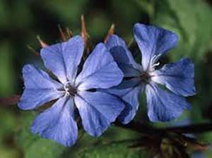FIORI DI BACH : CERATO