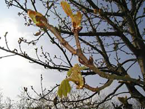 CHESTNUT BUD