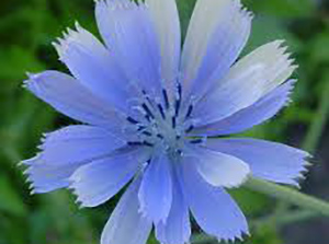 FIORI DI BACH: CHICORY