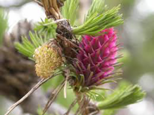 LARCH