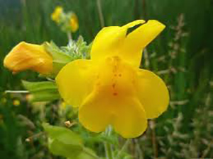 FIORI DI BACH:MIMULUS