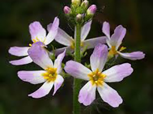 FIORI DI BACH : WATER VIOLET