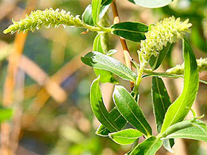 FIORI DI BACH: WILLOW